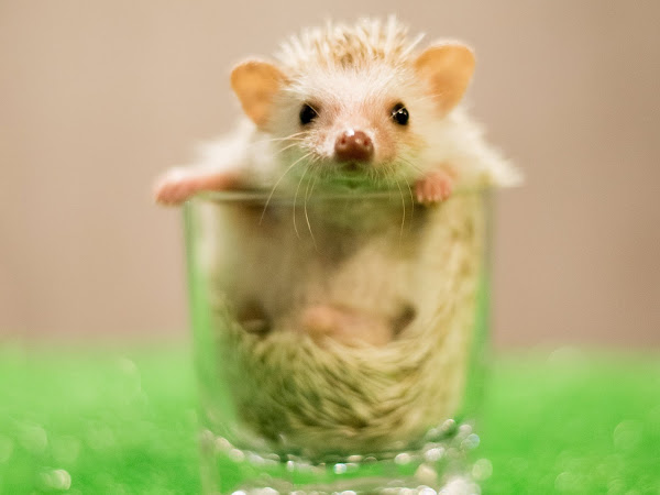 ハリネズミふれあい動物カフェ東京飯田橋